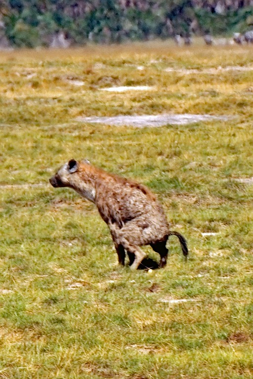 Kenia (246).jpg